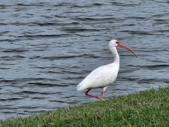 Фото Lkb4705aw 4 Bedroom Villa in Lake Berkley