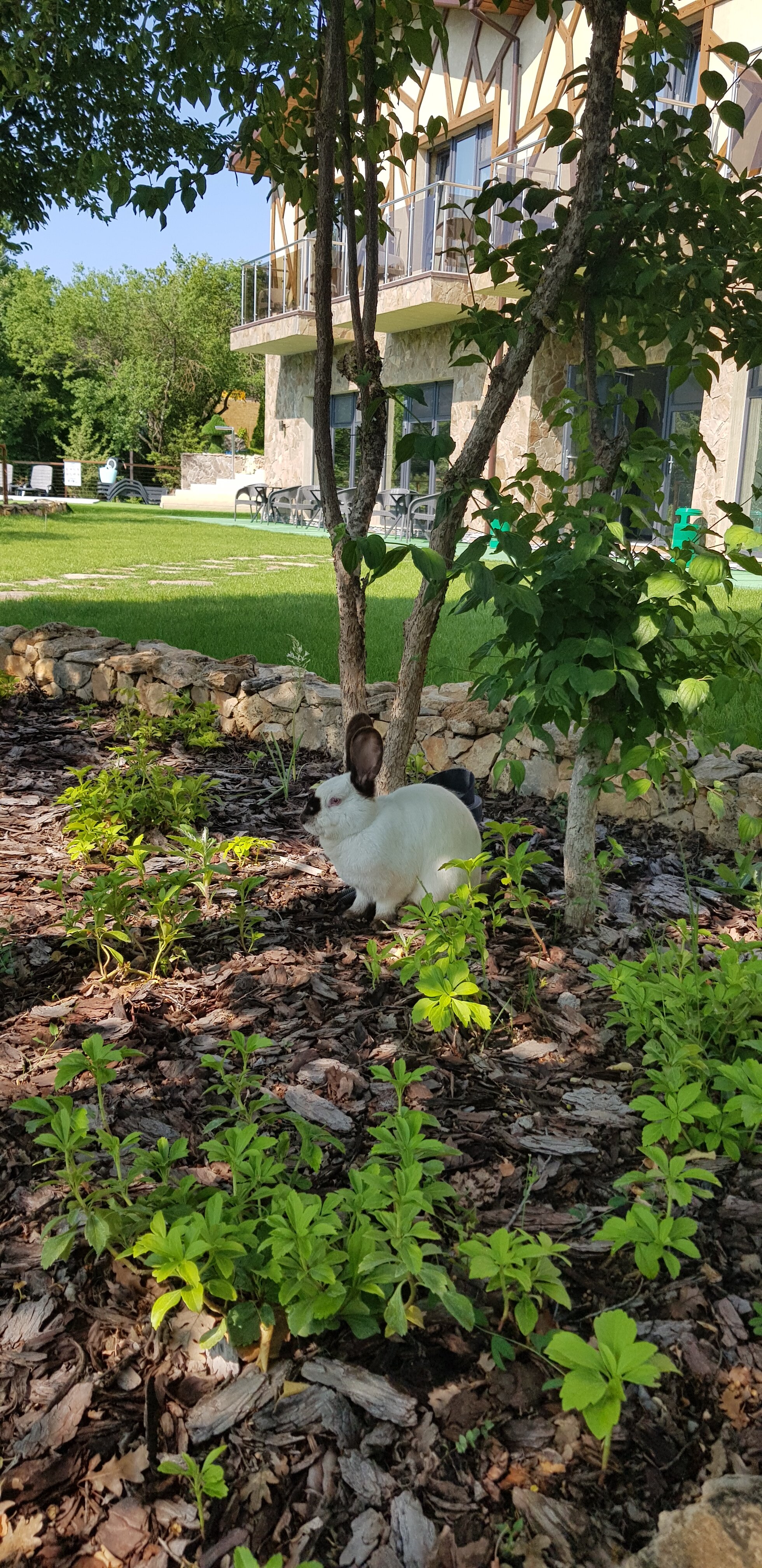 Фото Чаиръ сад в горах