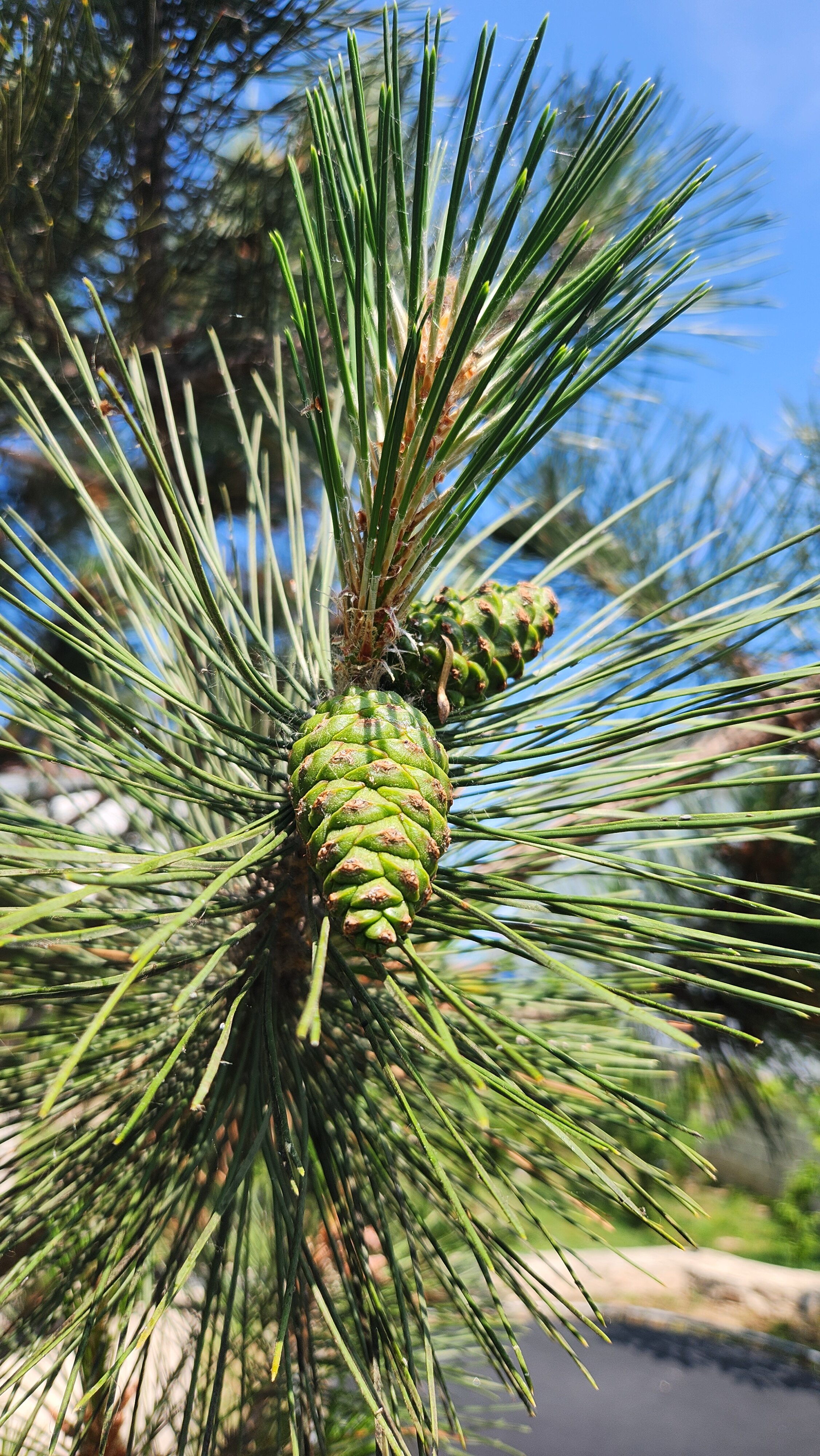 Фото Эллада крымская