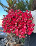 Milen Flower (Urban-Type Settlement of Sirius, ulitsa Zheleznodorozhny Pereyezd, 2), flower shop