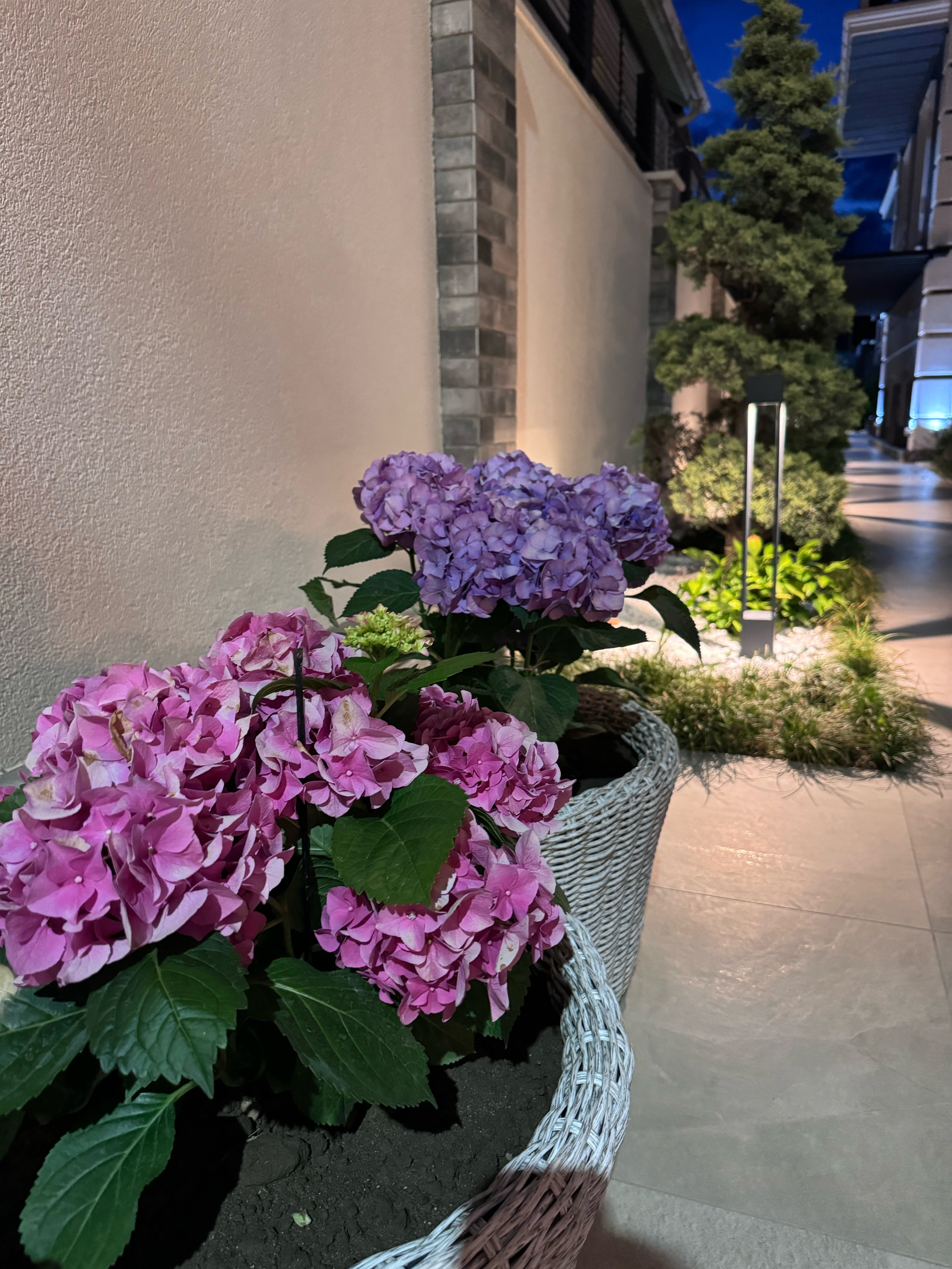 Фото Бутик-отель Apsuana Rose