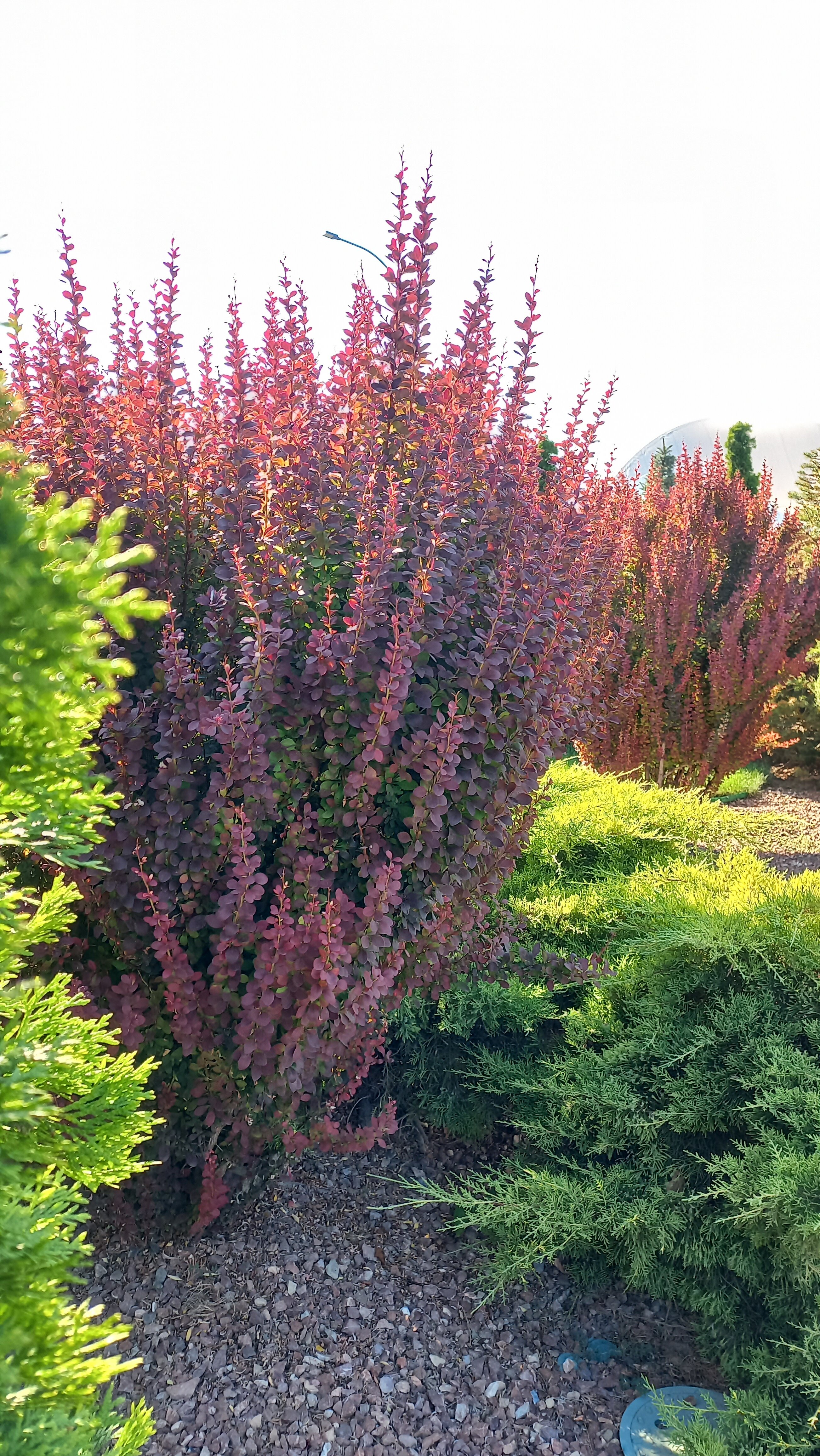 Фото Голден Хорс