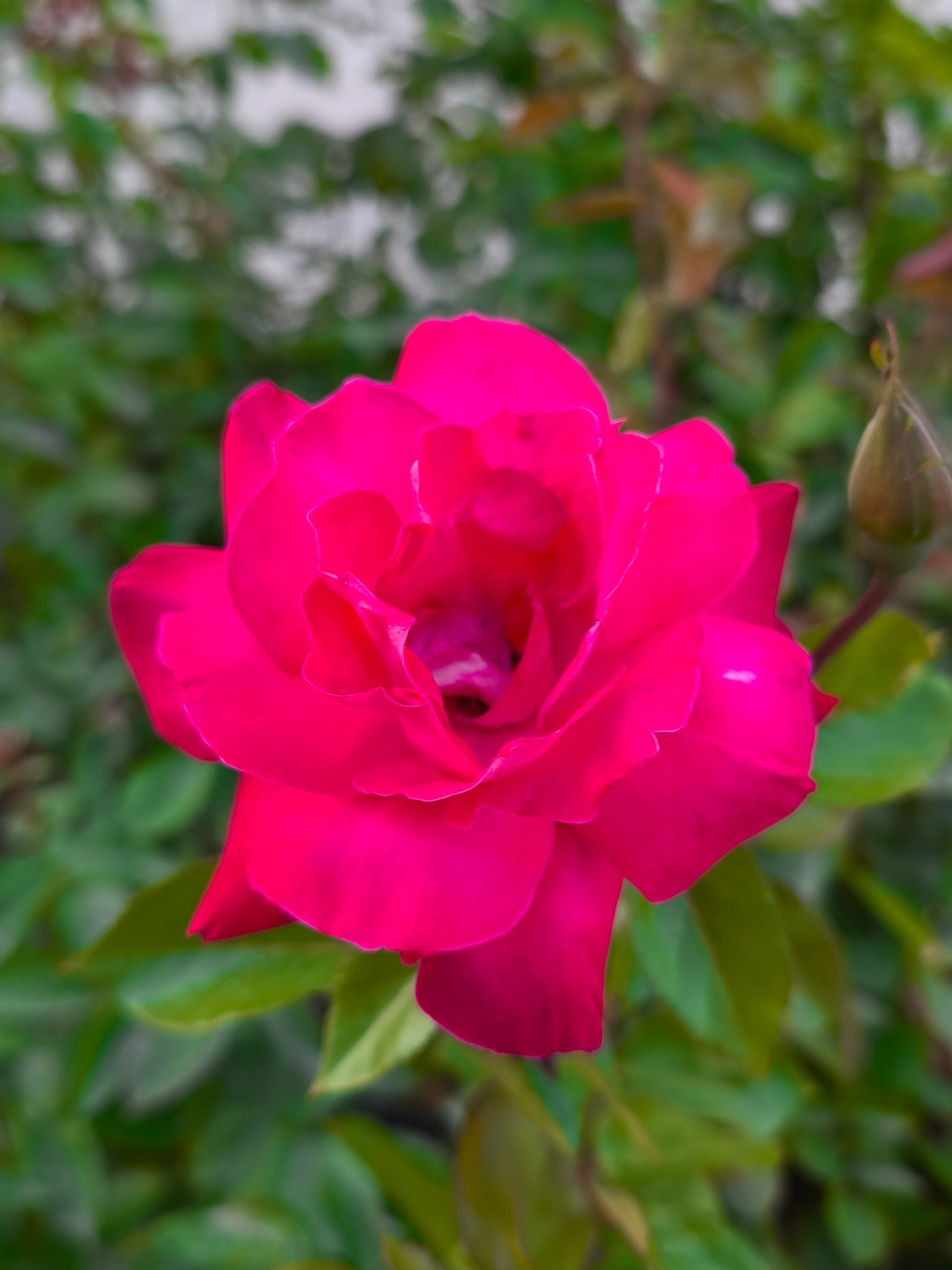 Фото Три Короны