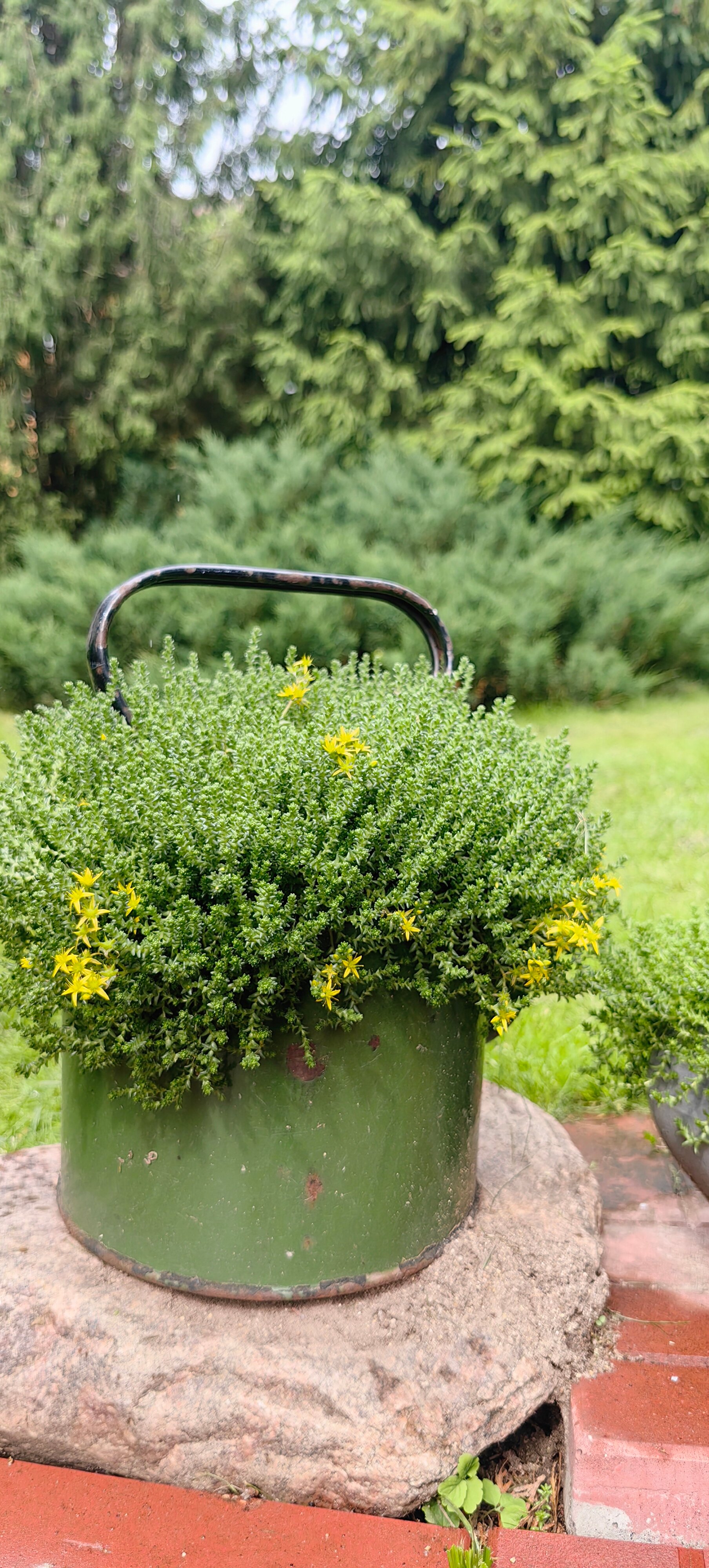 Фото Лавандовый сад