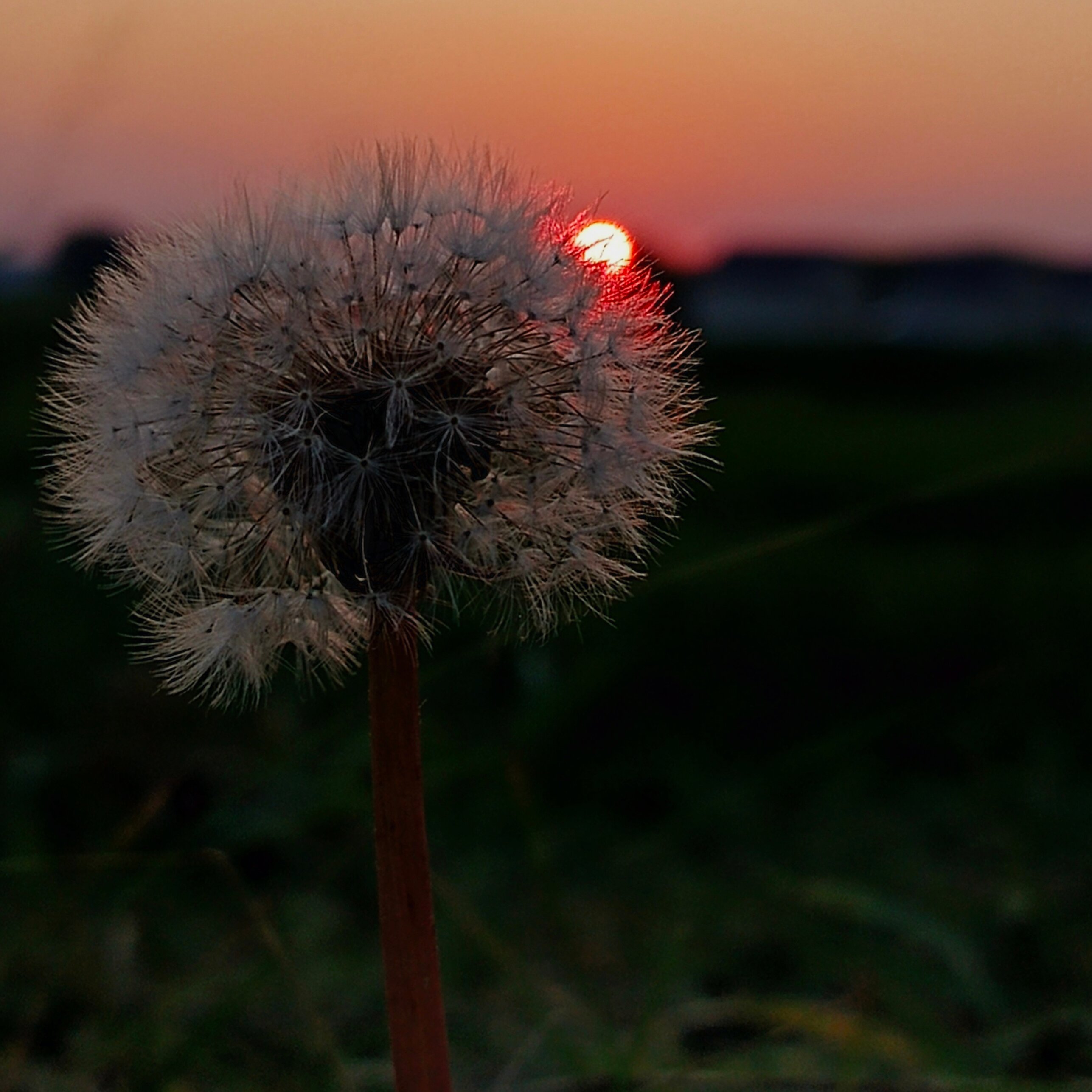 Фото Солнечный Пригорок