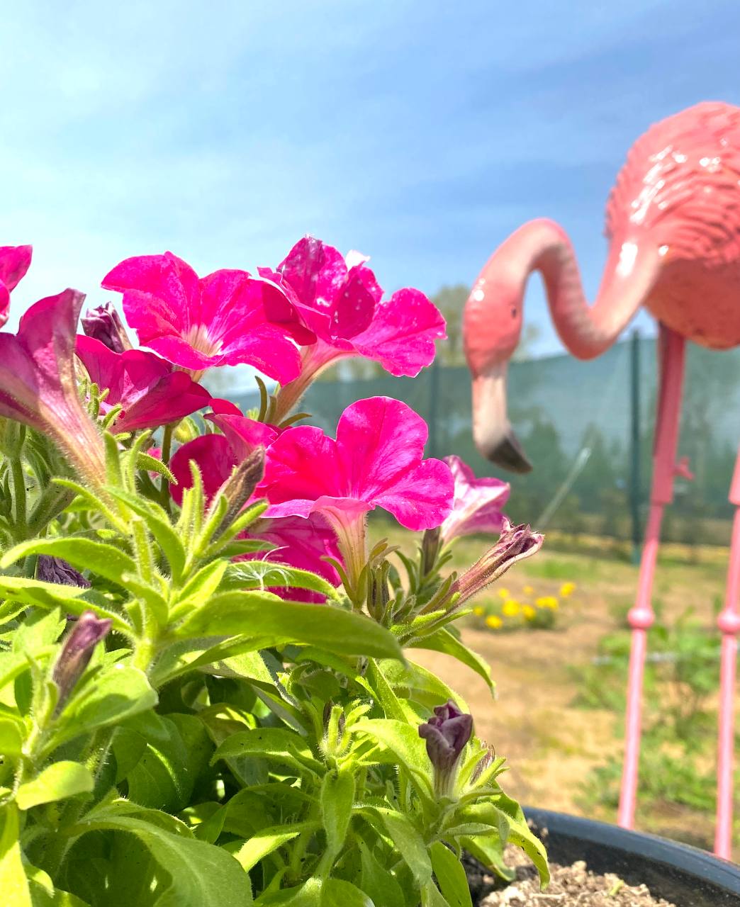 Фото Шервуд