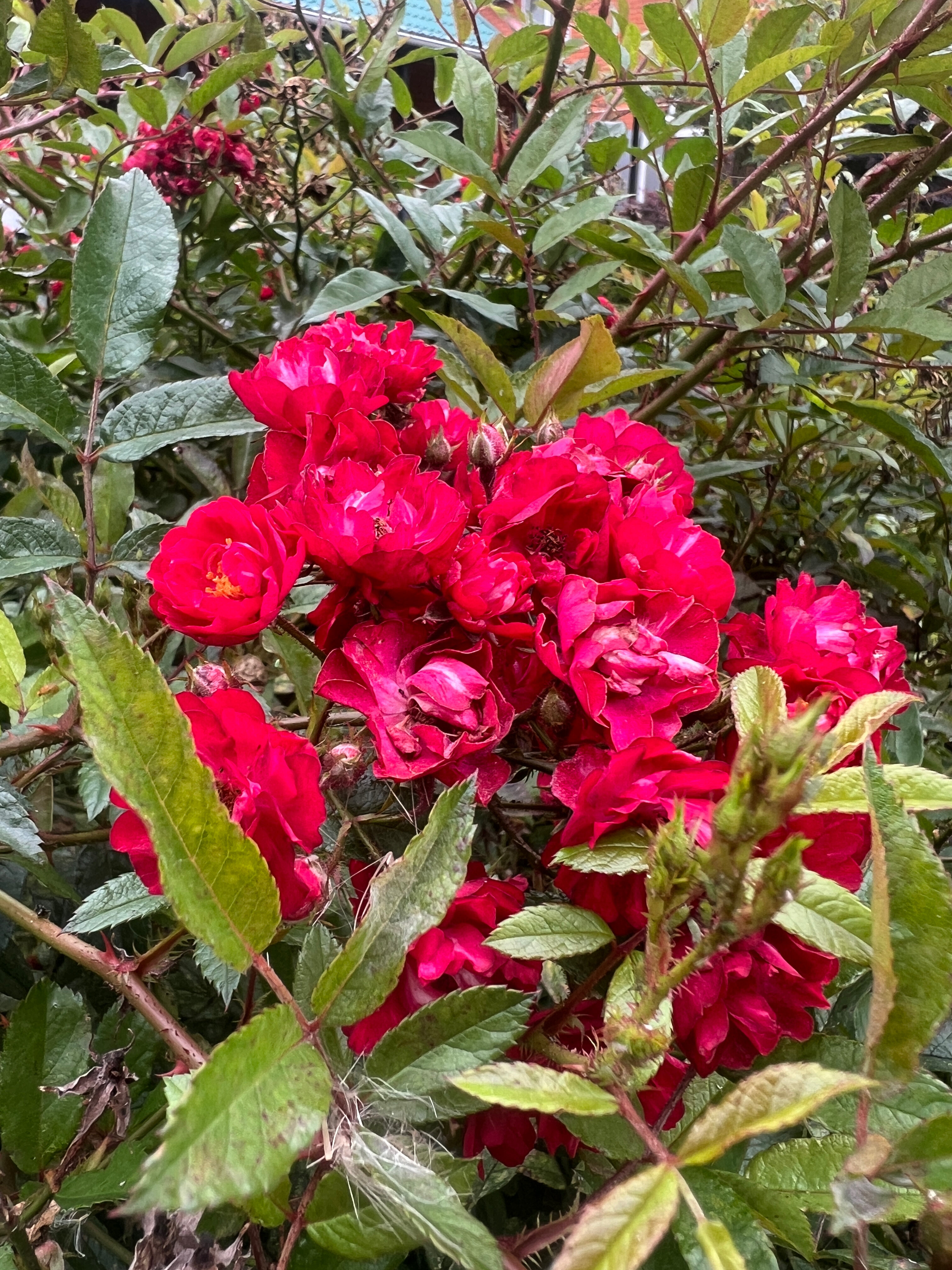 Фото Торфорт