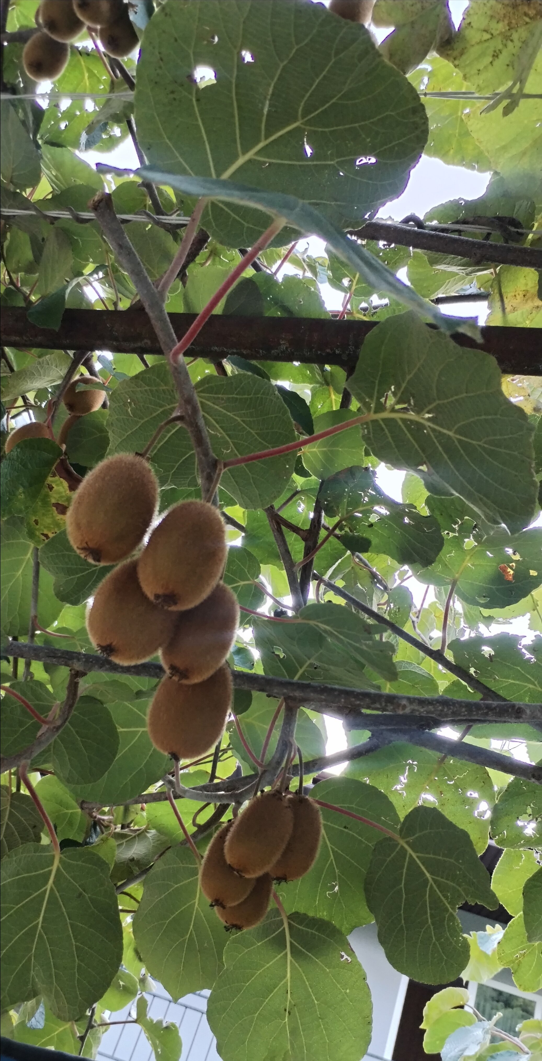 Фото Гостевой дом в Хашупсе