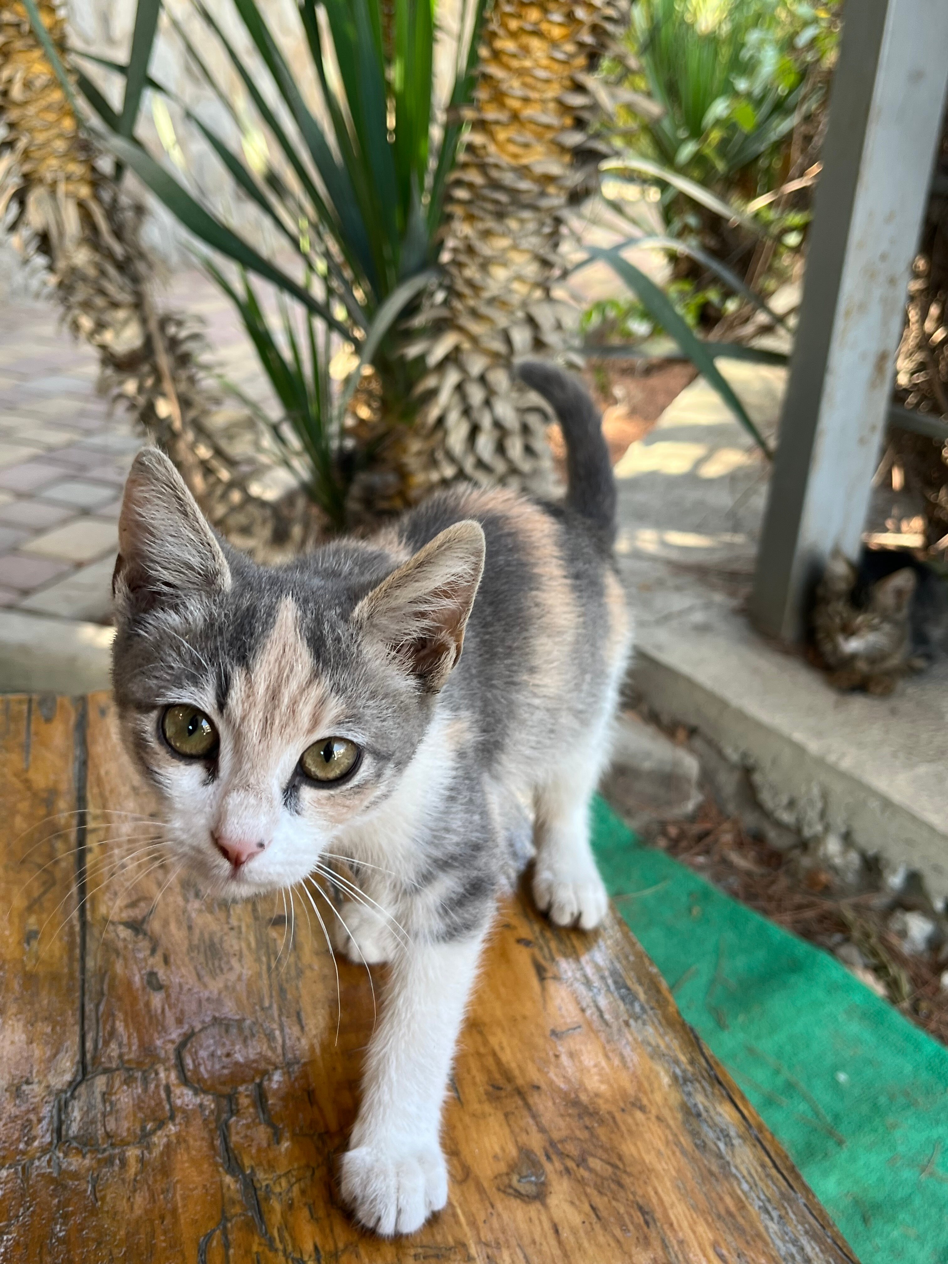 Фото Лукоморье