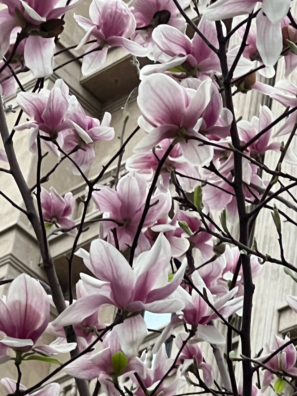 Фото Rixos Khadisha Shymkent