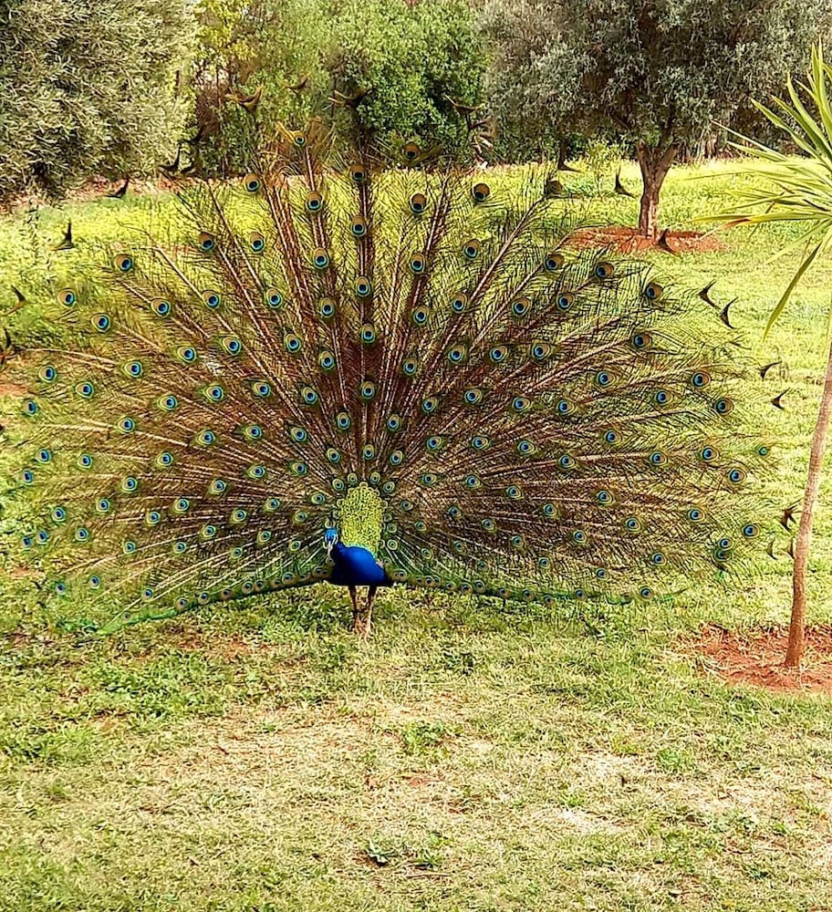 Фото La Ferme El Dar