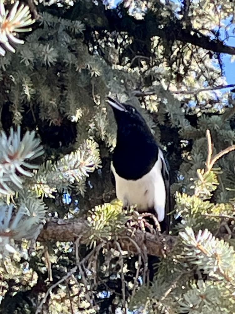 Фото El Pueblo Lodge