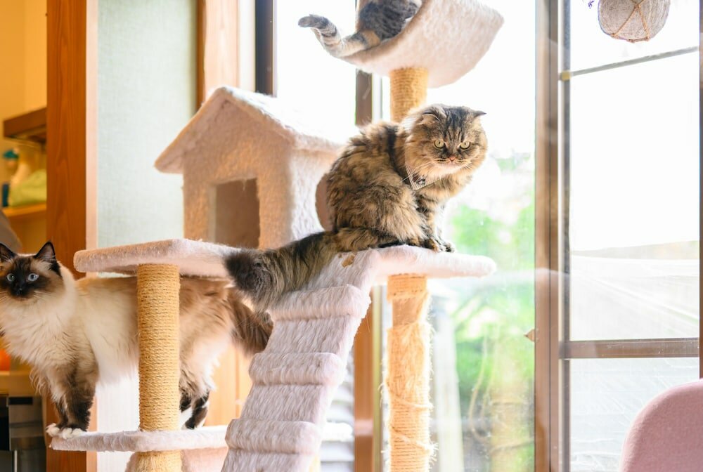 Фото Yufuin Waraneko no Yado