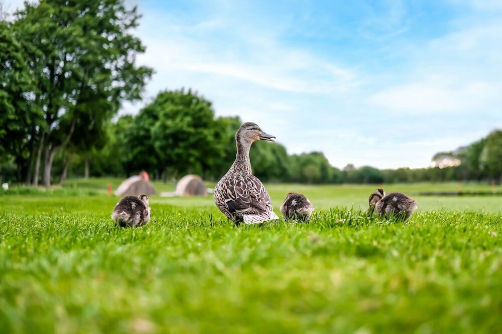 Фото Formby Hall Golf Resort & SPA