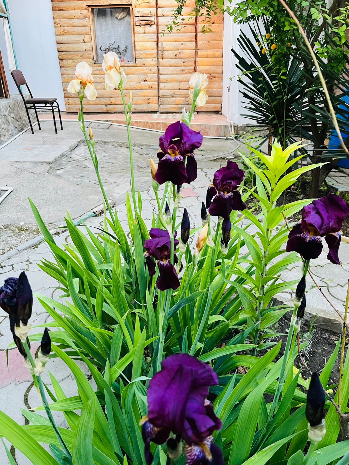 Фото Берёзка