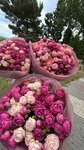 Цветы (Lenina Street, 20), flower shop
