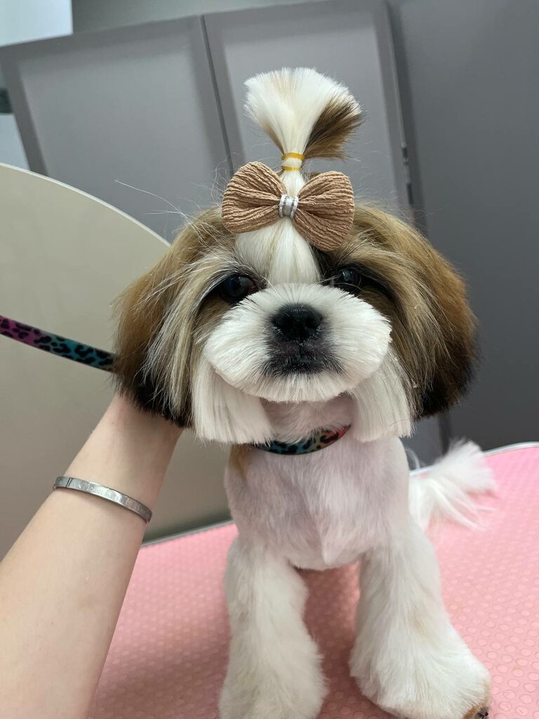 Veterinary clinic Зооцентр Гарфилд, Krasnodar Krai, photo