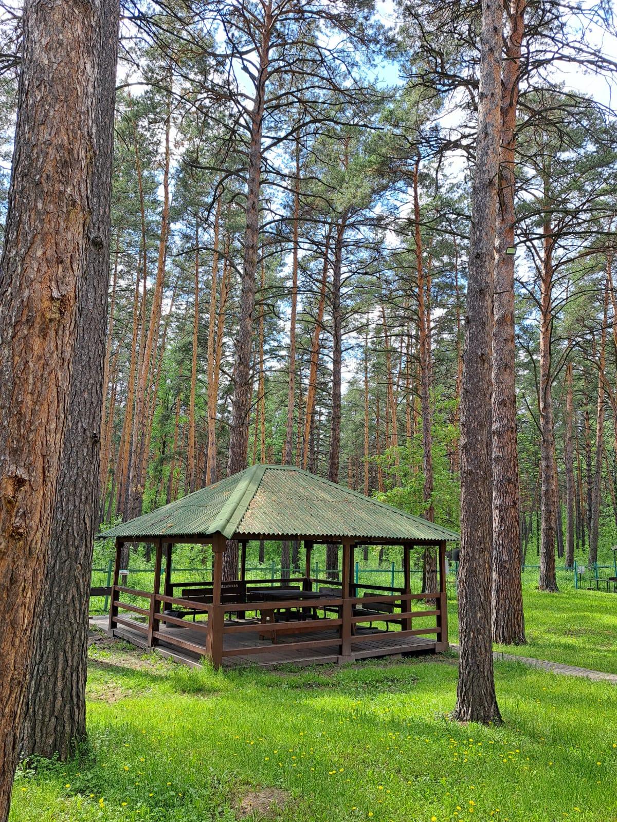 Фото Лесные дали