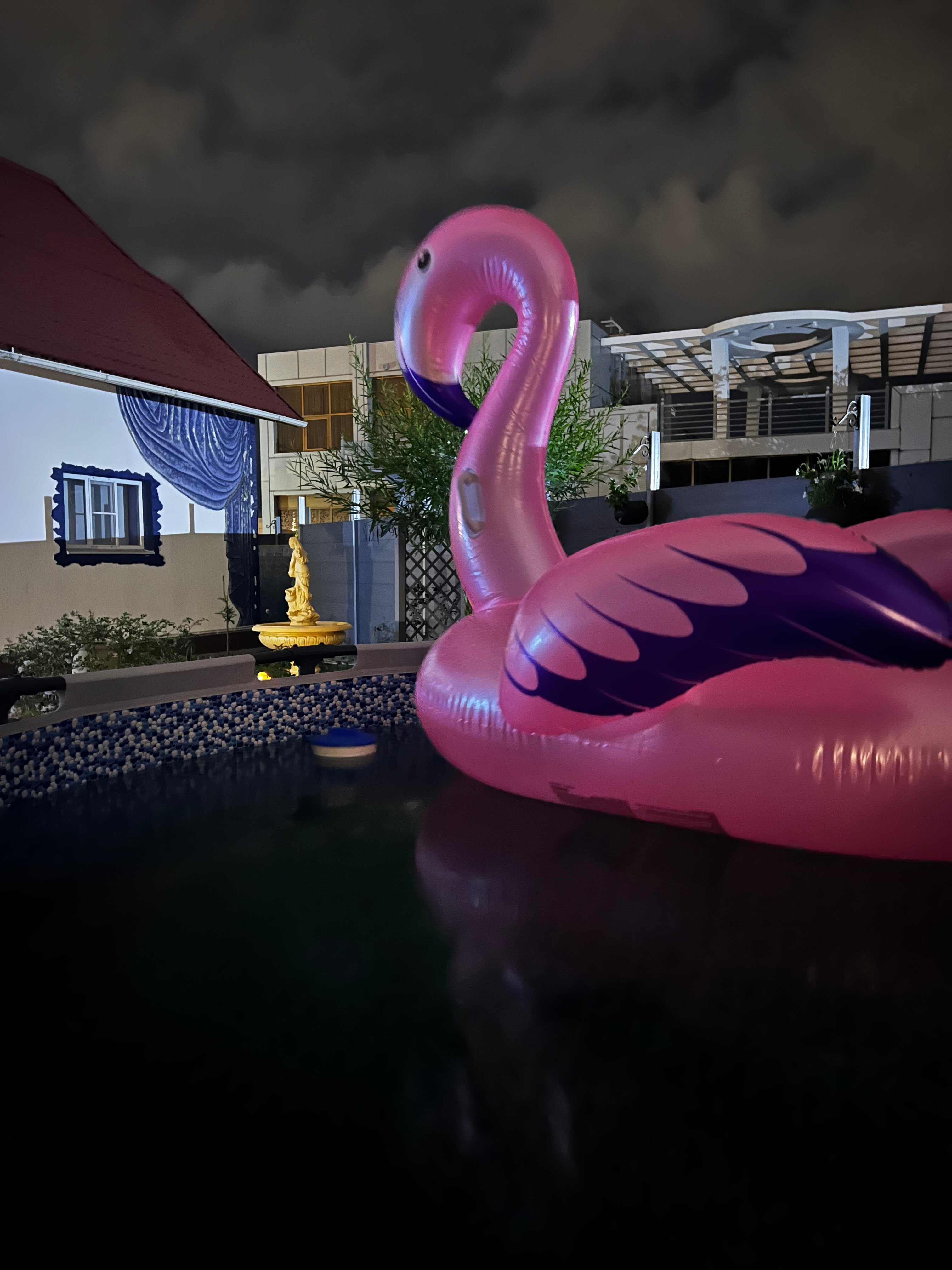 Фото Золотой Поросенок