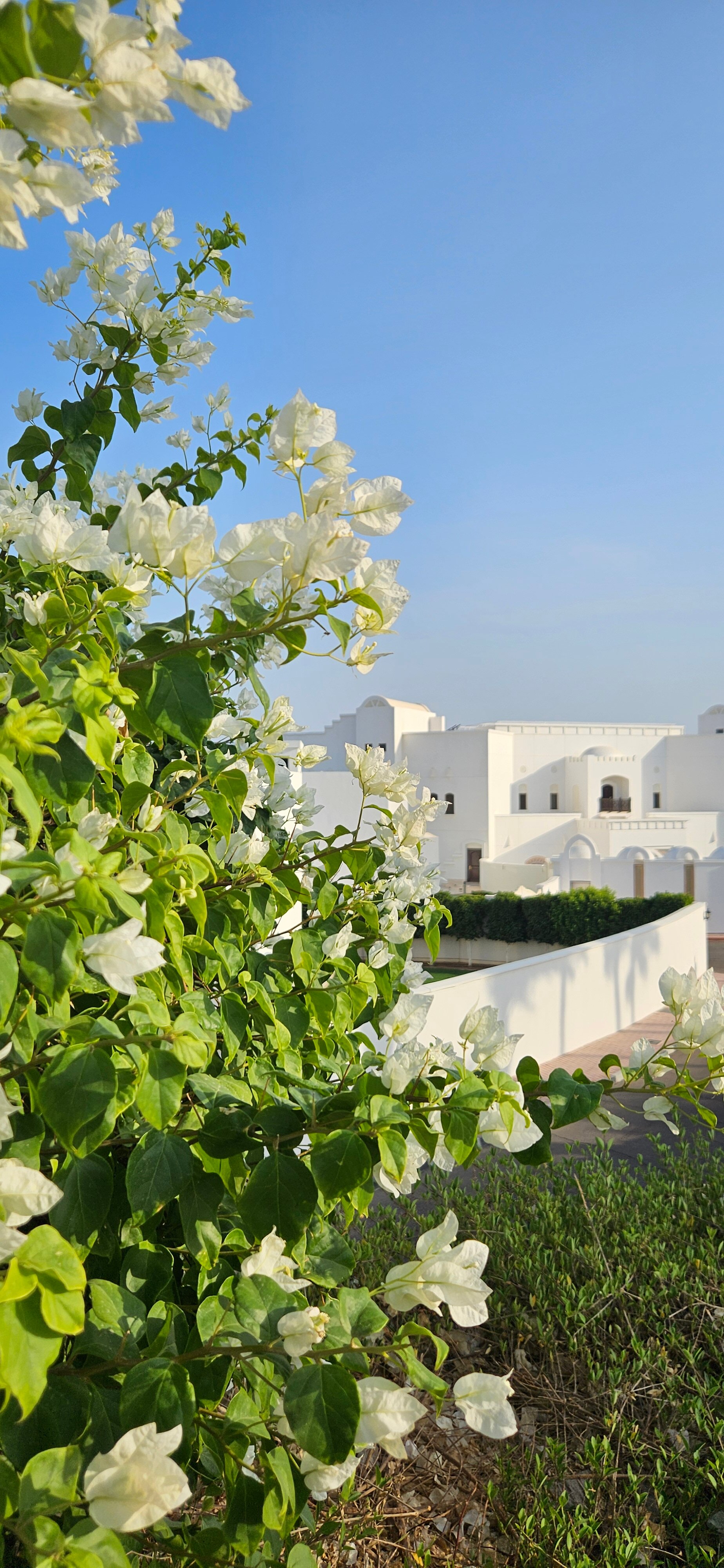 Фото Pickalbatros Golf Beach Resort