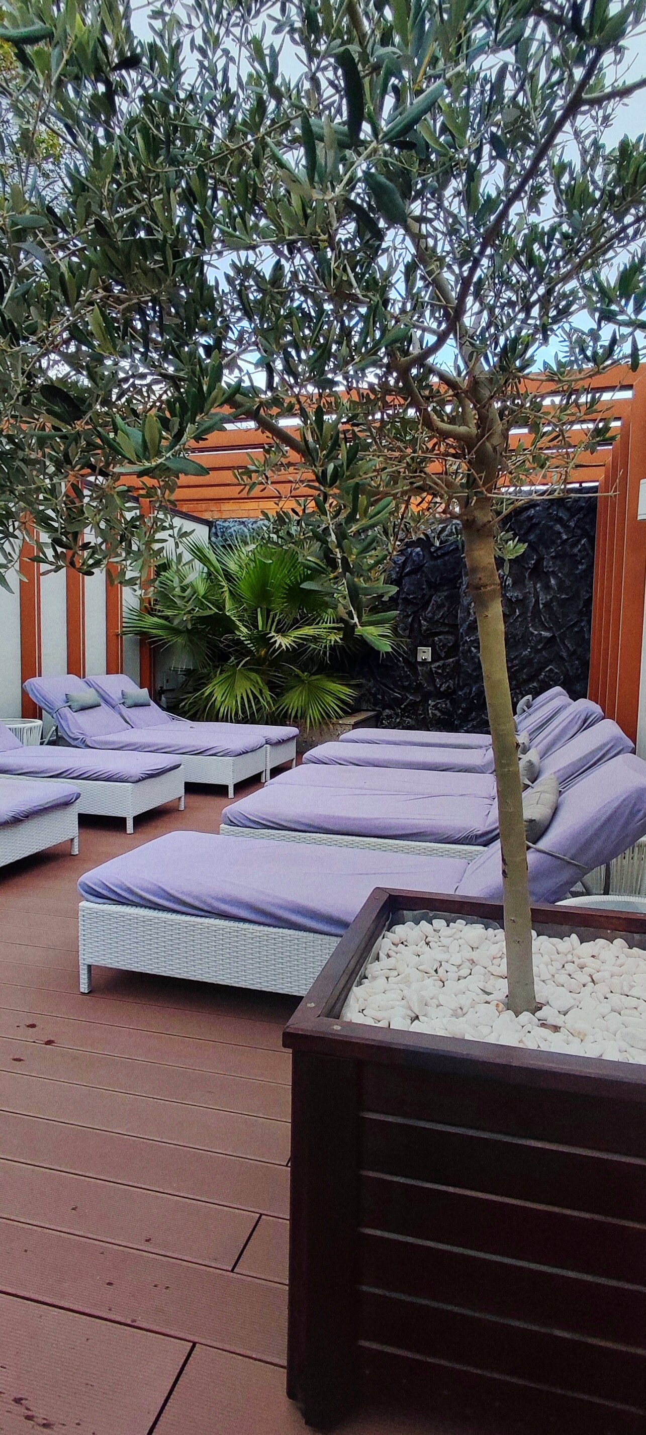 Фото Монарх