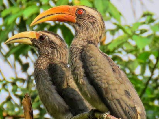 Фото Amritara Riverside Luxury Tents