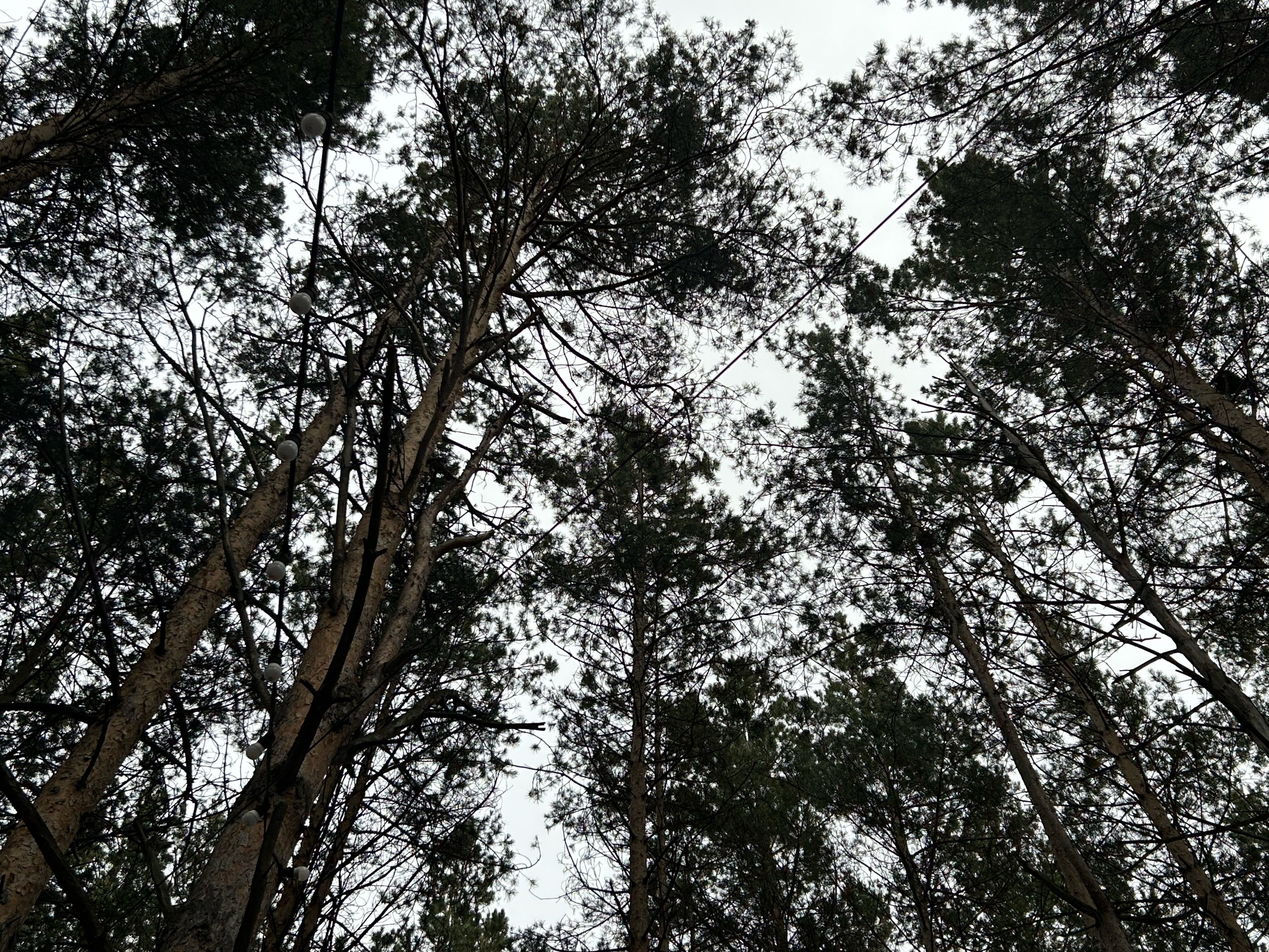 Фото Магия леса