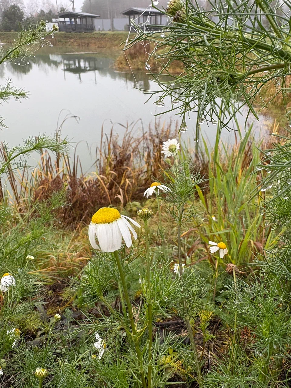 Фото Парк-отель Тутань