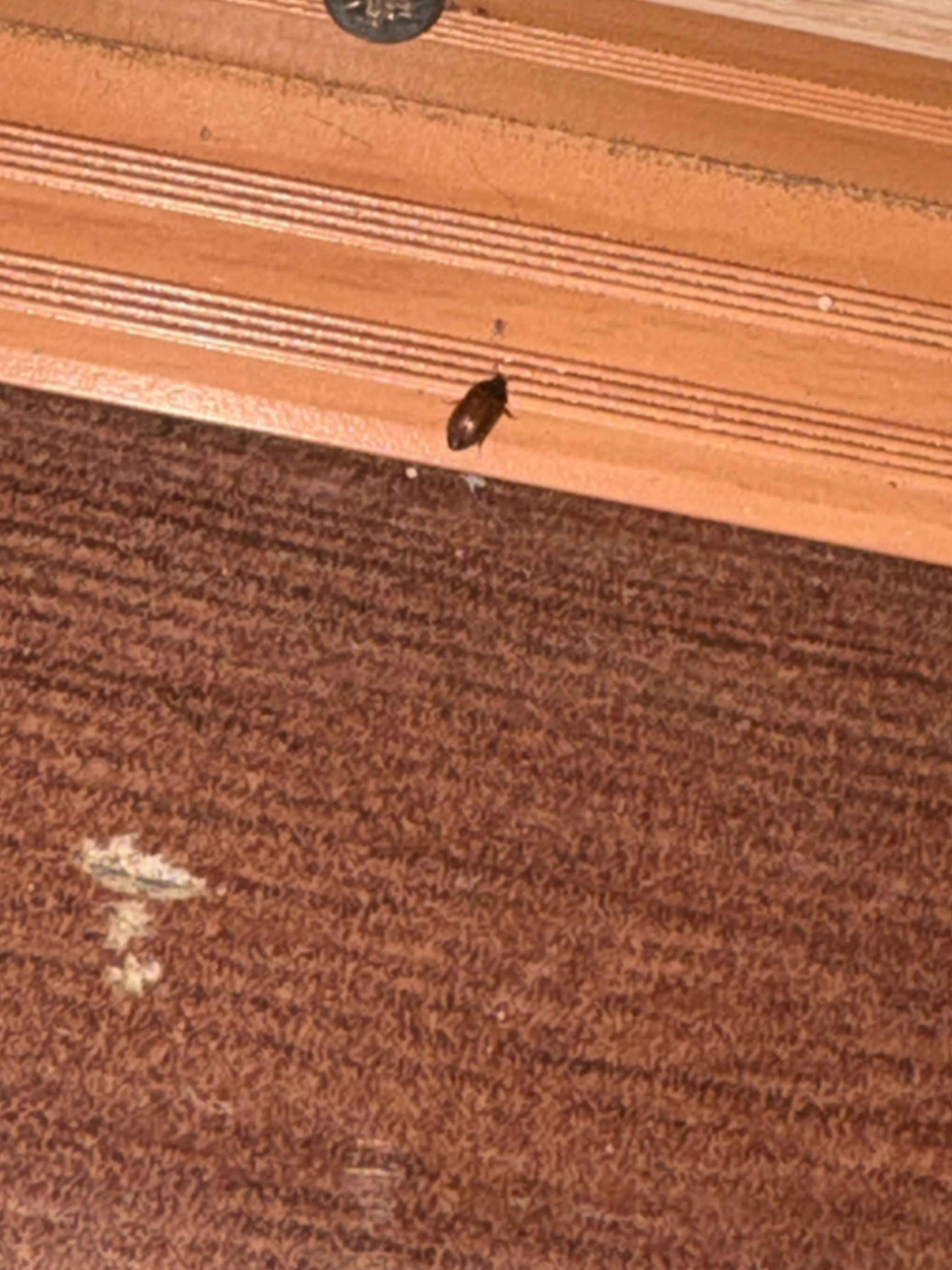 Фото Три Богатыря