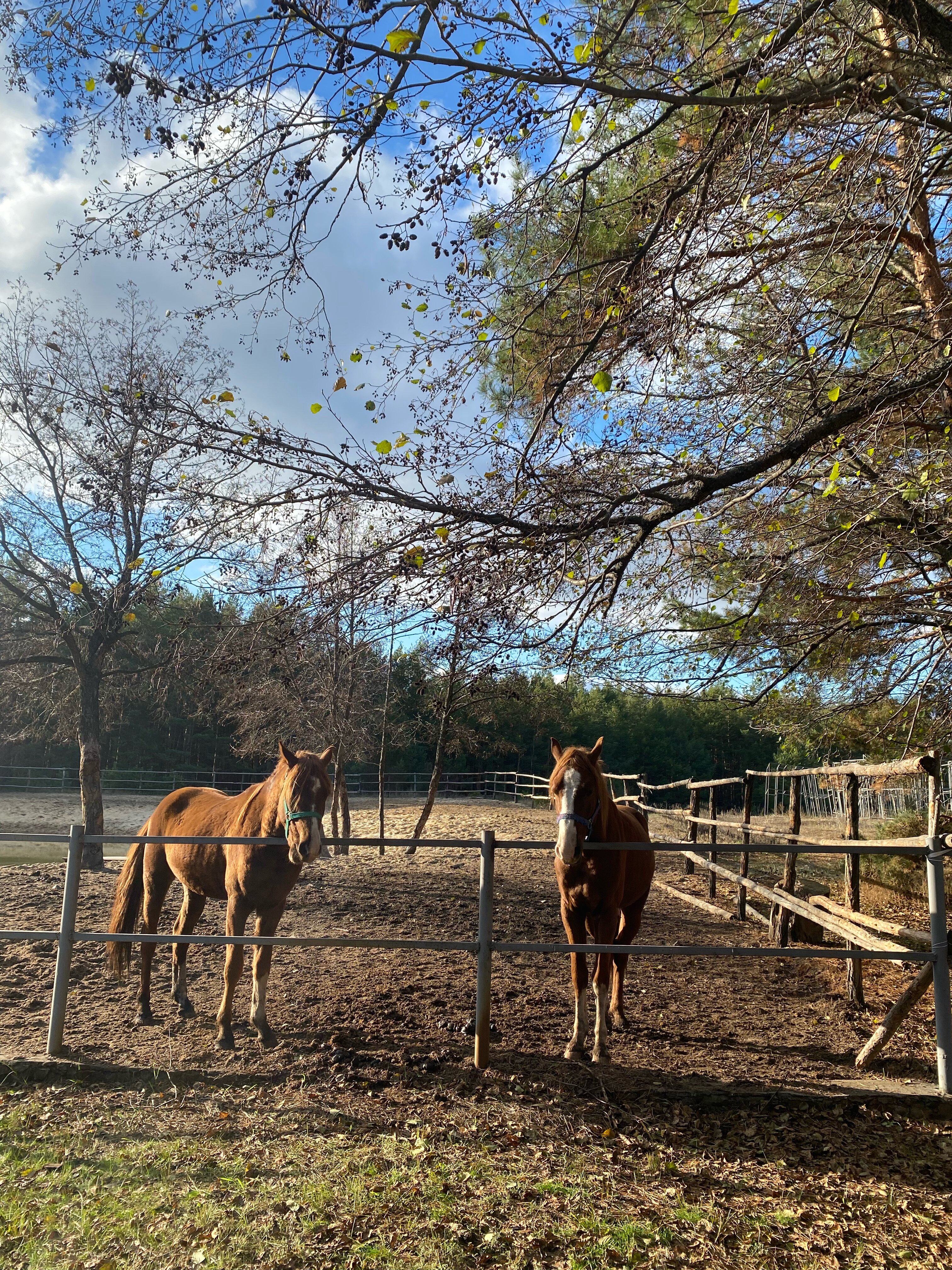 Фото Казачий курень. Музей Шолохова