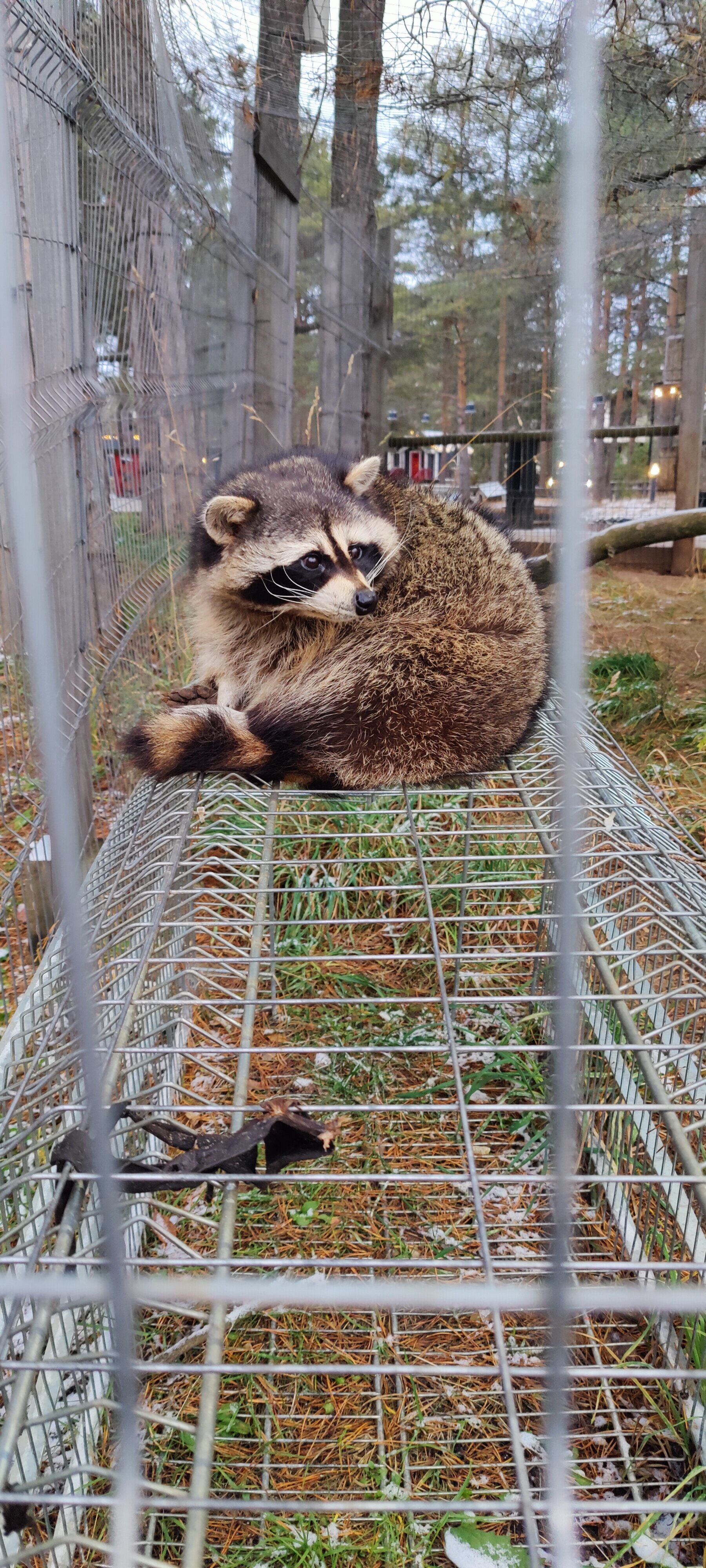 Фото ЕлятыЛодж