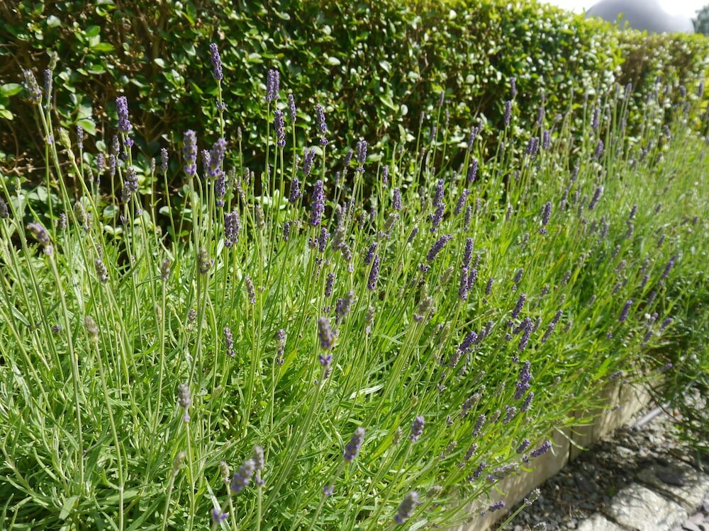 Фото Hawksmoor Guest House