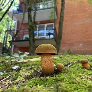 Фото Inal Bay Вилла Алла