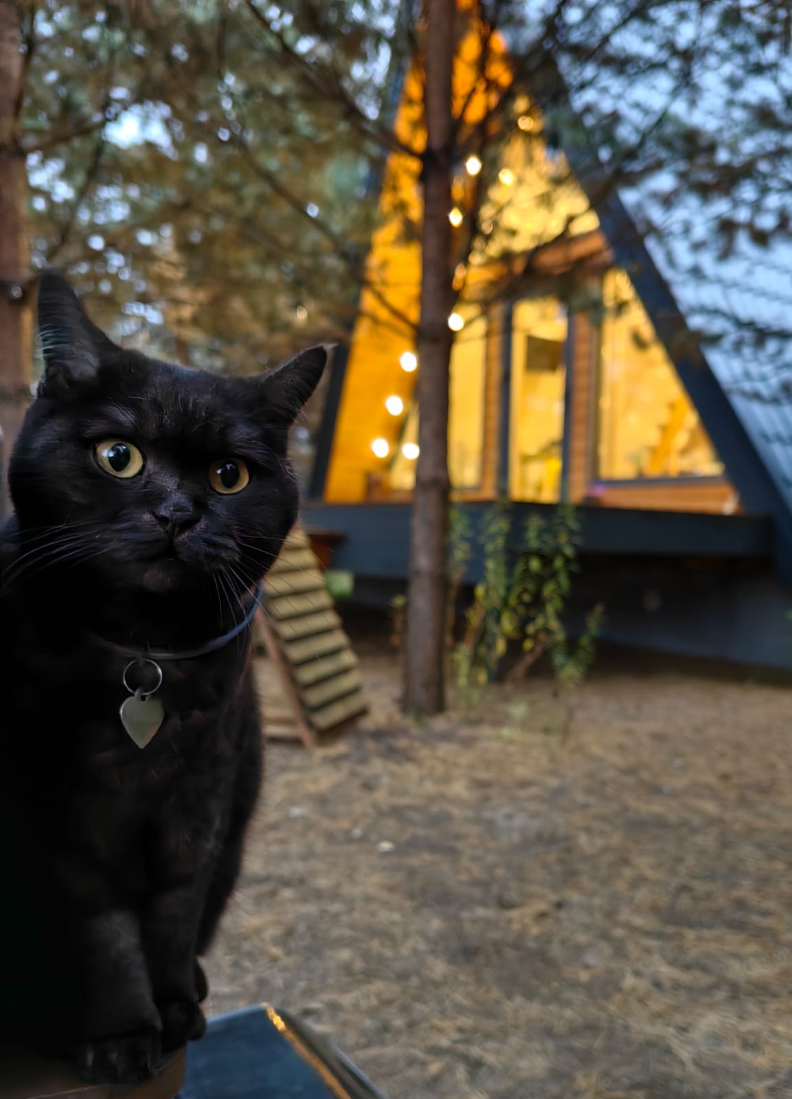 Фото Кусочек рая в соснах