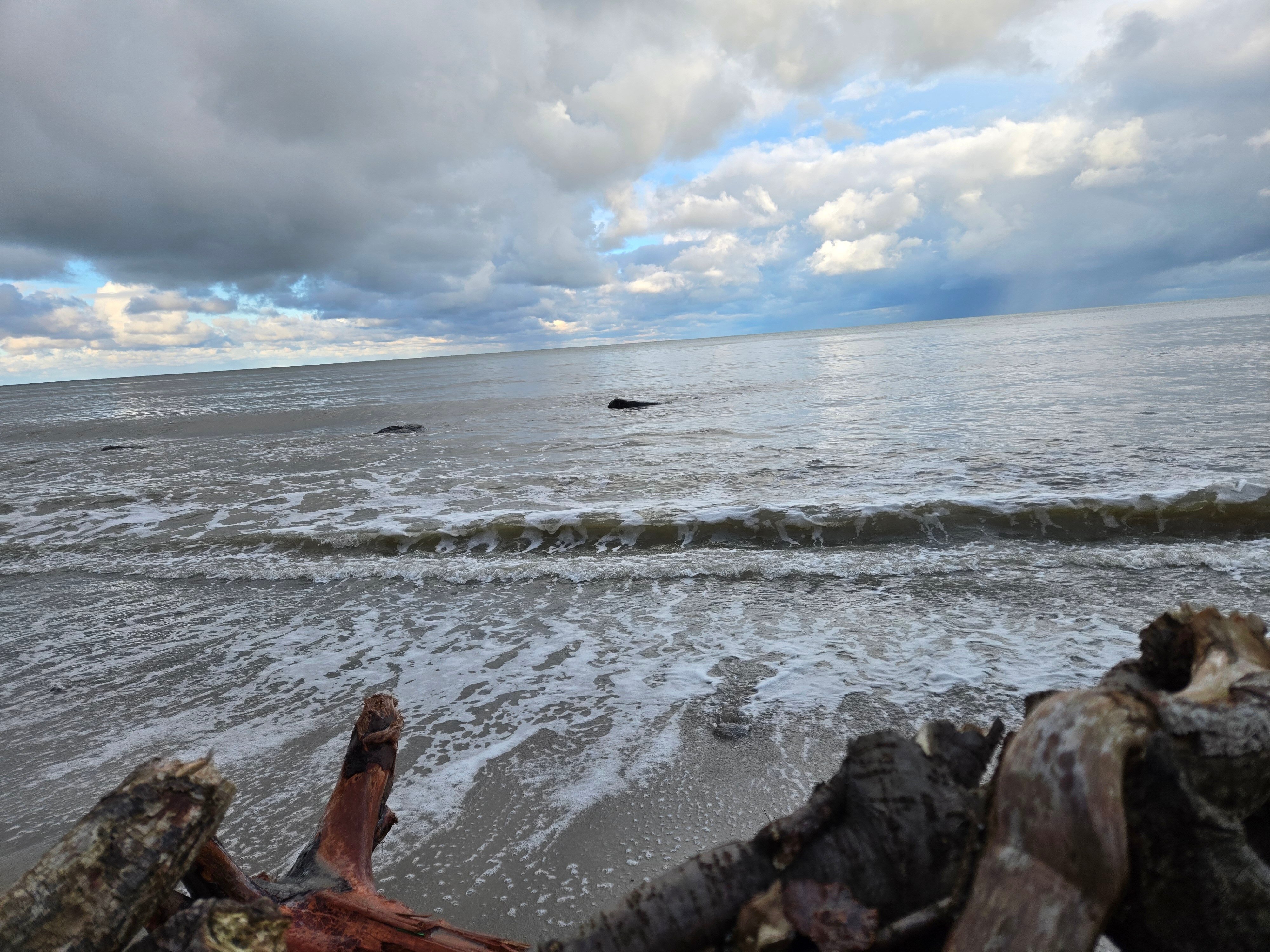 Фото Белый филин