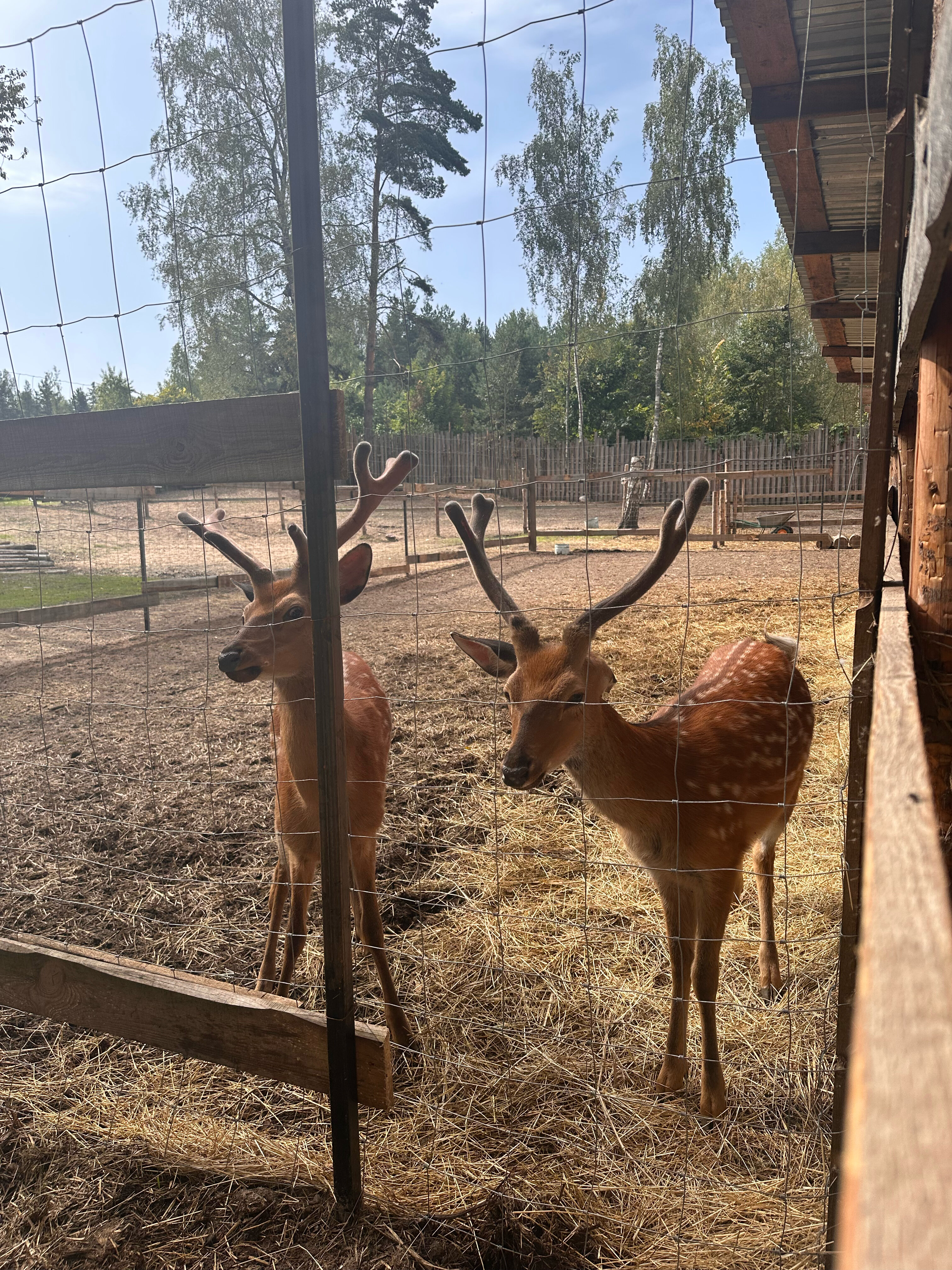 Фото Дикое подворье