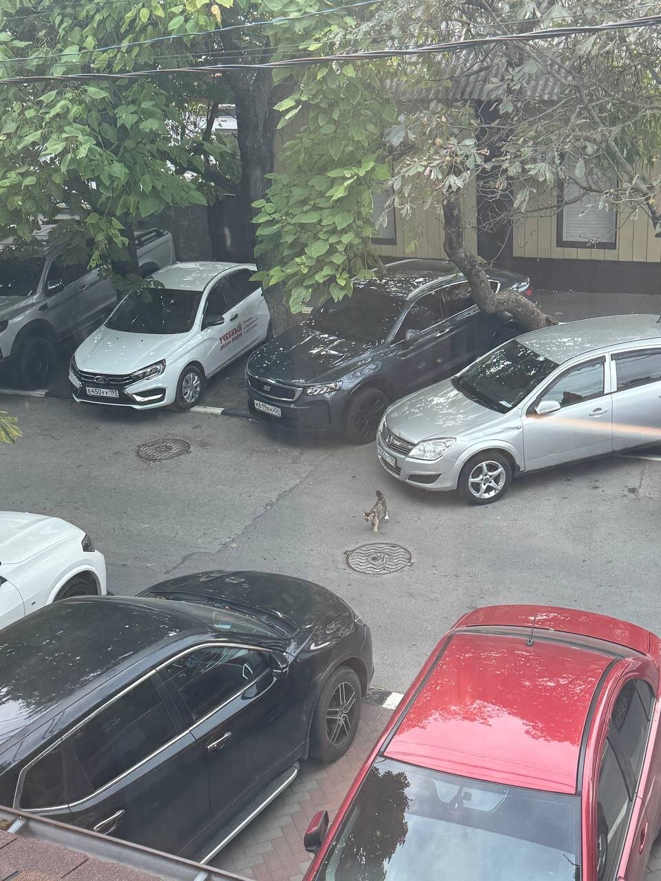 Фото Монарх