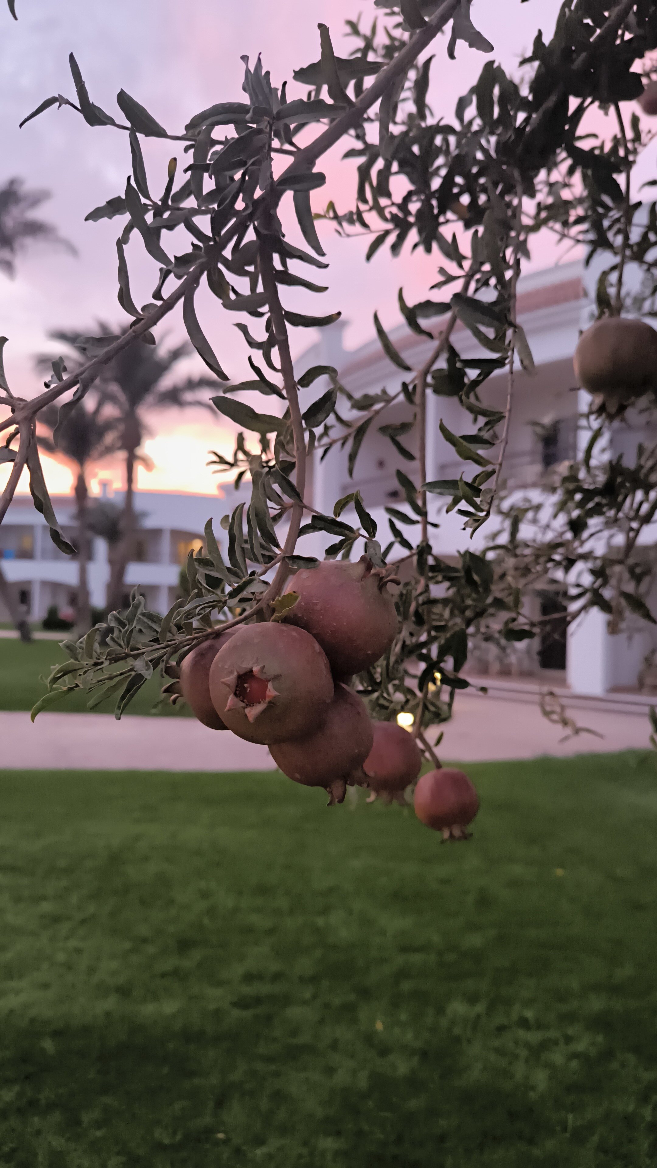 Фото Sunrise Alma Bay Resort