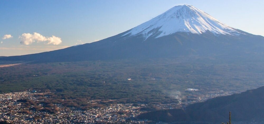 Фото Lupinus Kawaguchiko