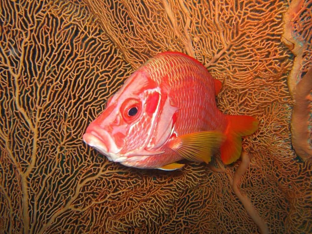 Фото The Oberoi Beach Resort Sahl Hasheesh