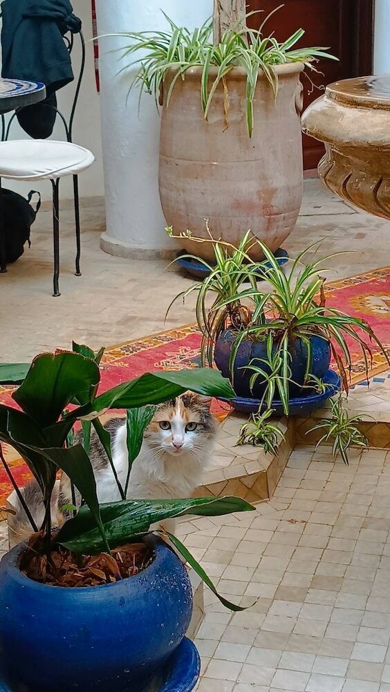 Фото Riad Chams Marrakech