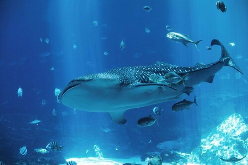 Внешний вид отеля Hotel Indigo Atlanta Downtown, an Ihg Hotel в Атланте, фото 5