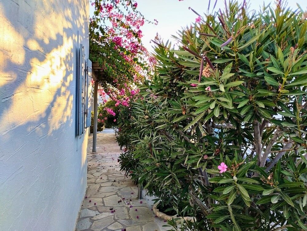 Фото Despina's Mare