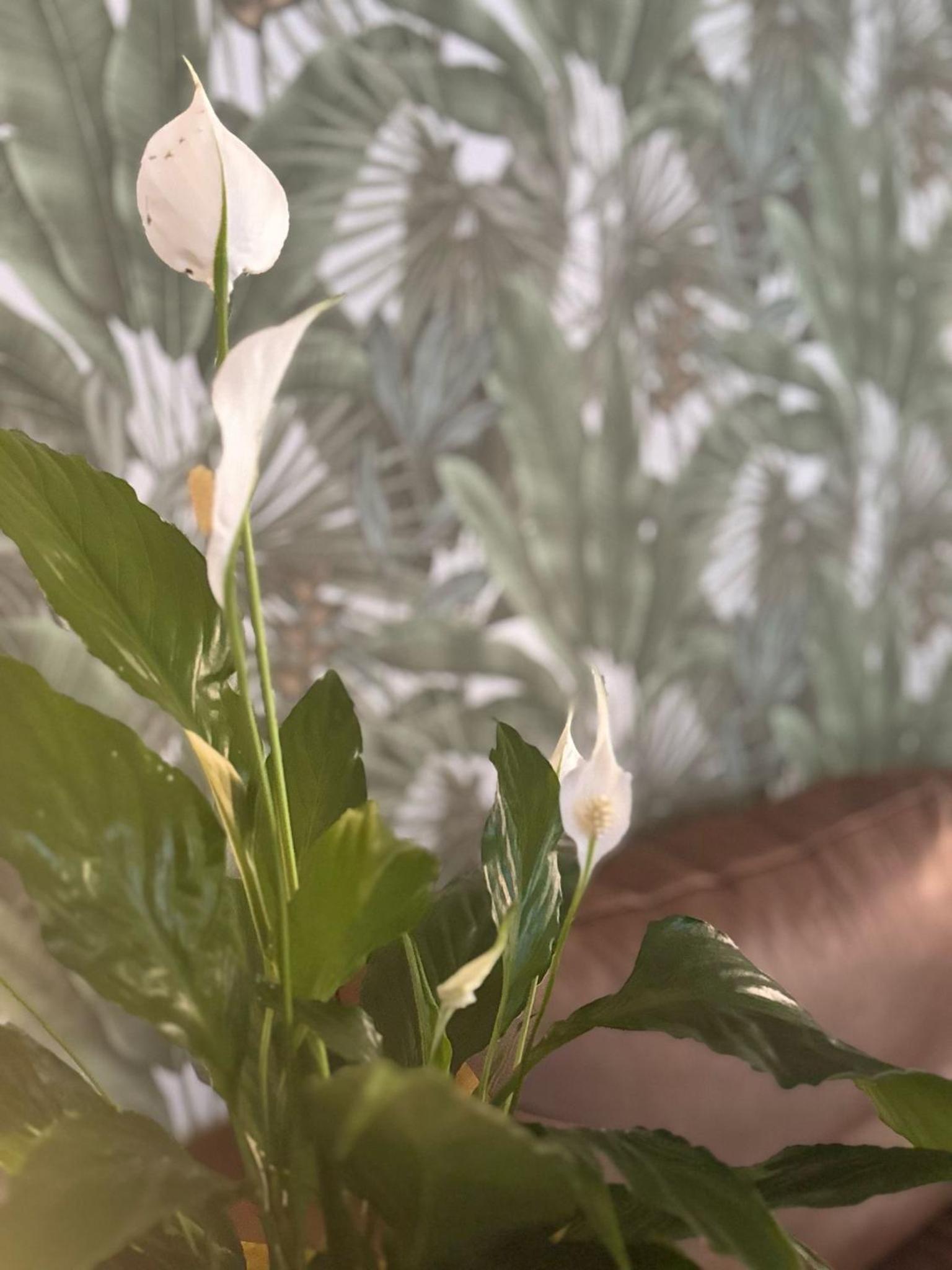 Фото Hotel Eureka