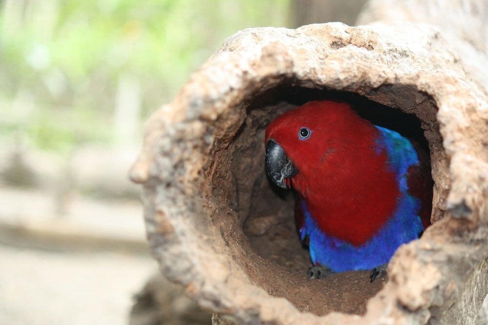 Фото Holiday Inn Express Port Moresby, an Ihg Hotel
