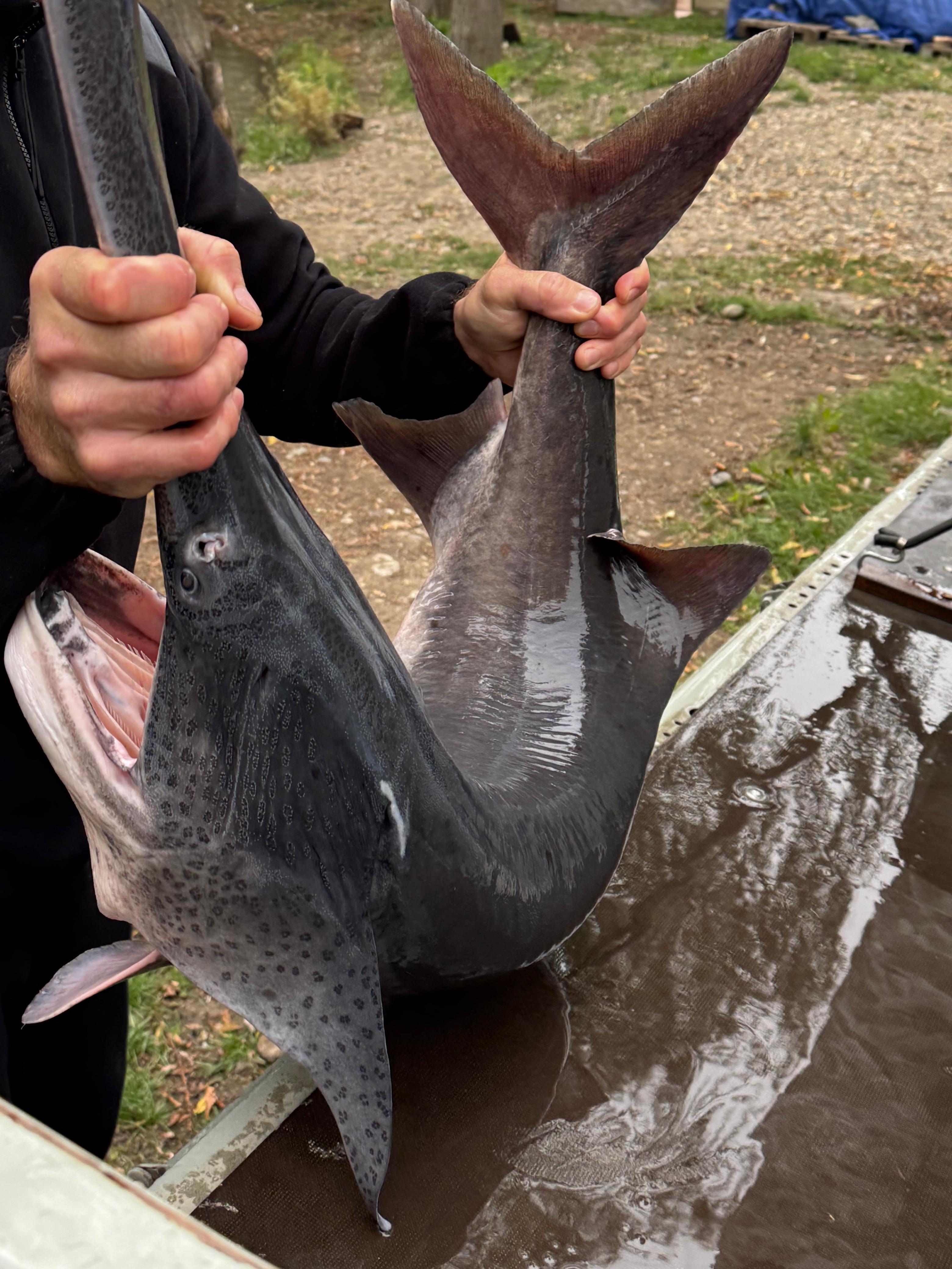 Фото Драгунская застава