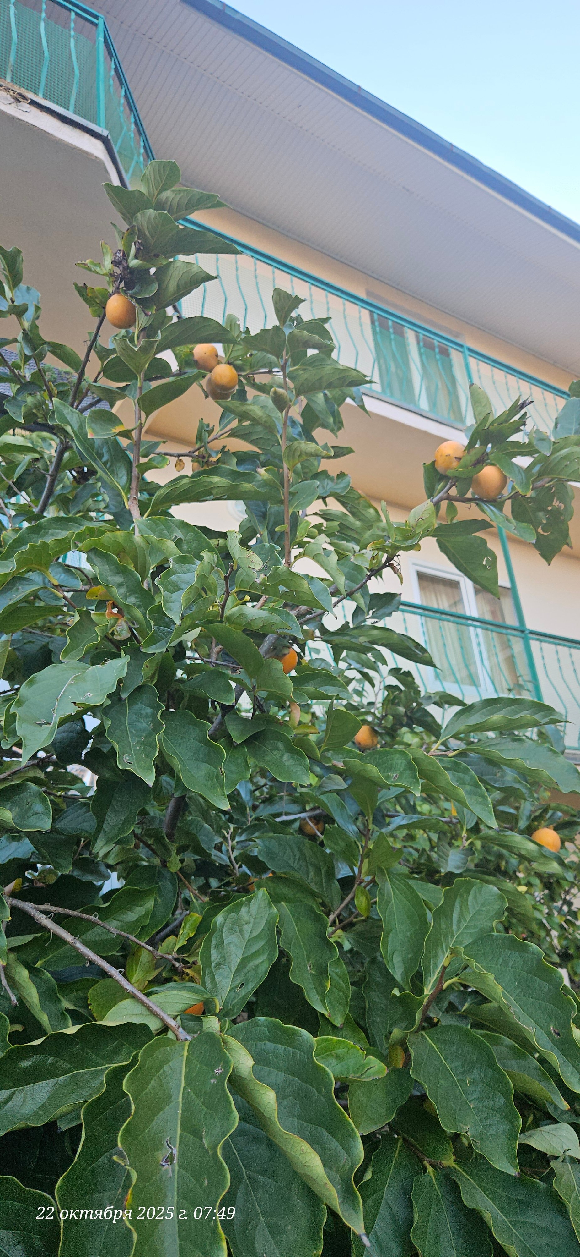 Фото Чародейка