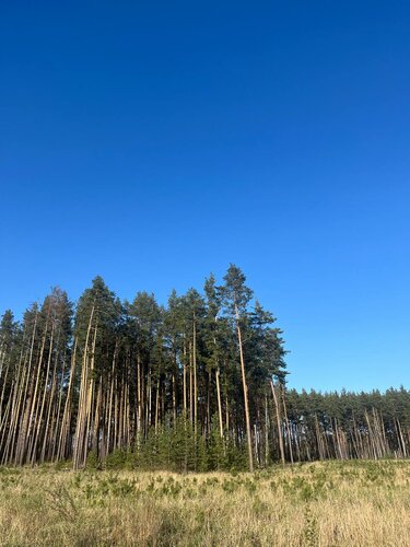 Дом в аренду ПарГрад Тихая сосна в Липецке