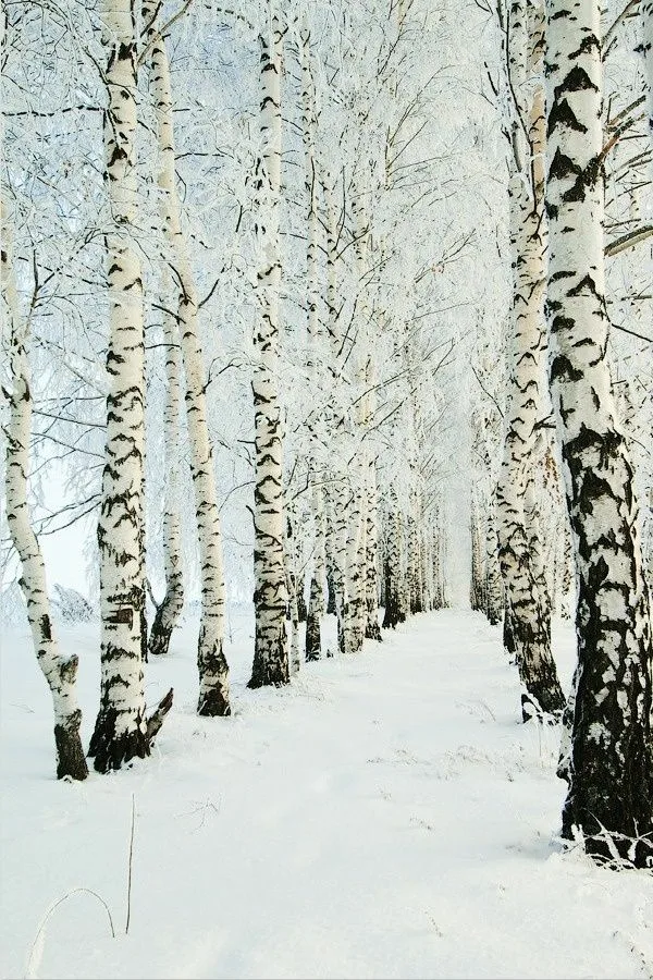 Фото Берёзки