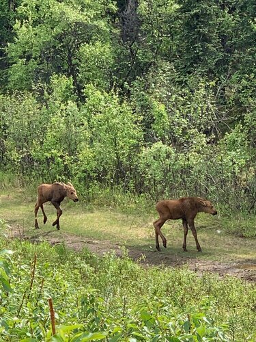 Гостиница Arctic Dragonfly Inn в Штате Аляска